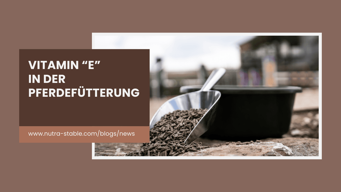 Vitamin E in der Pferdefütterung