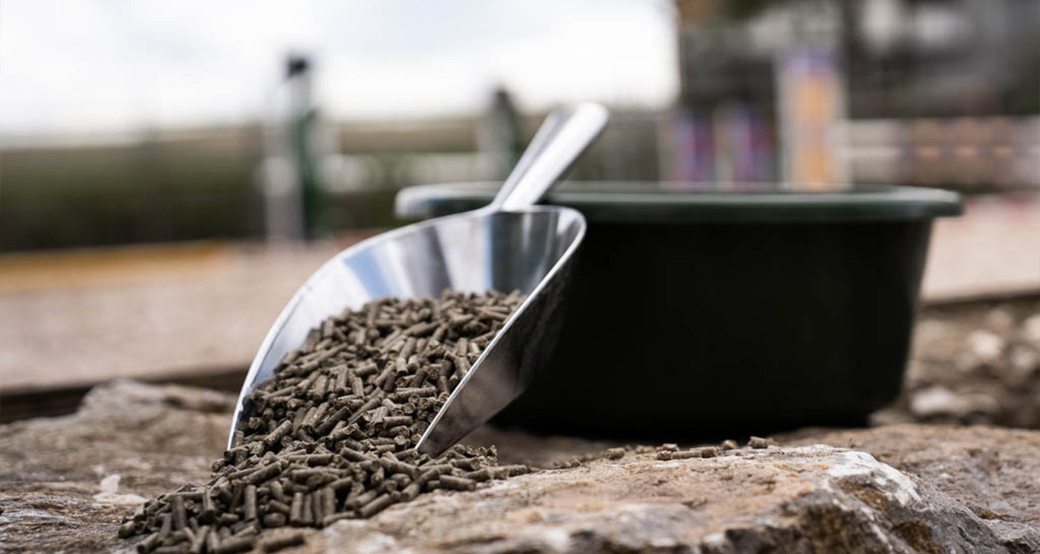 Premium Ergänzungsfutter für Pferde: Wo Wissenschaft auf Natur trifft