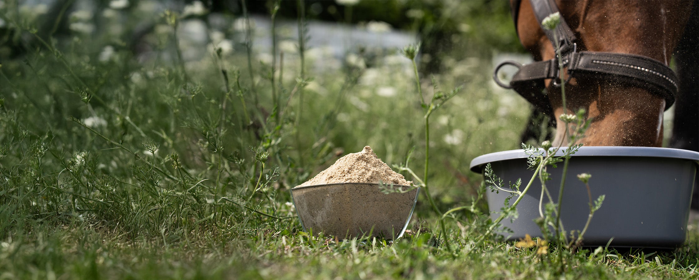 Natürliche Ergänzungsfuttermittel für Sport-, Freizeit- und Zuchtpferde - NutraStable