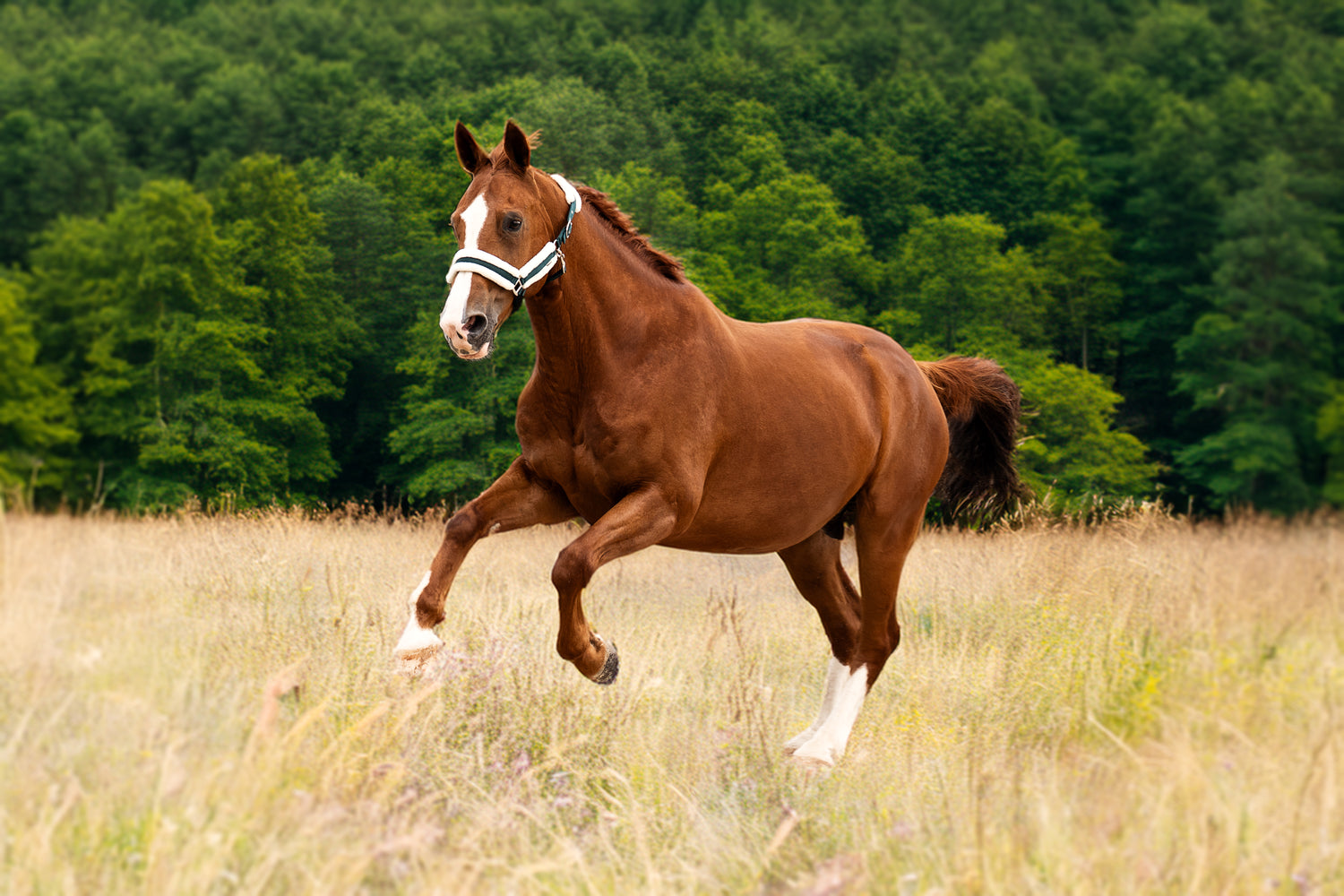 Gesunde Pferde durch natürliche Inhaltsstoffe von NutraStable